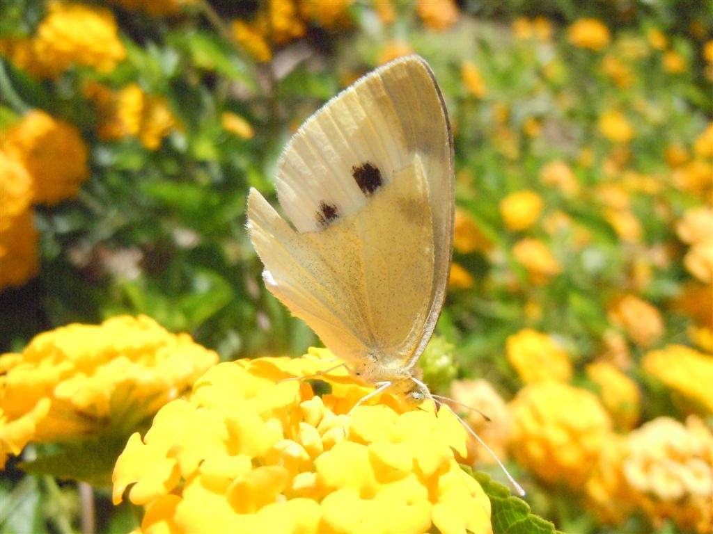 Pieris